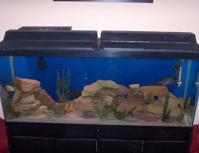 55 gallons freshwater fish tank (mostly fish and non-living decorations) - 55G