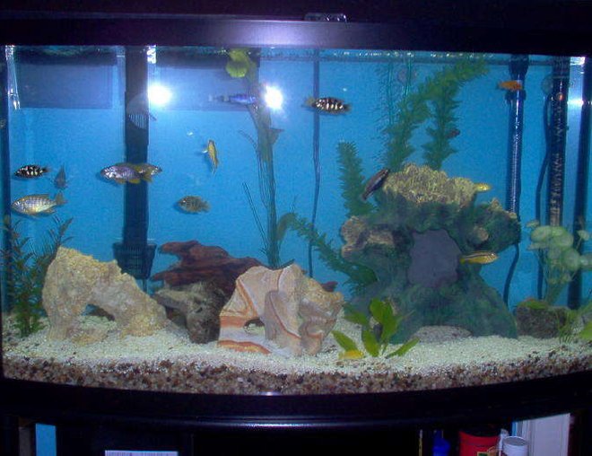 46 gallons freshwater fish tank (mostly fish and non-living decorations) - so here's my 46 gallon bow mixed african tank.