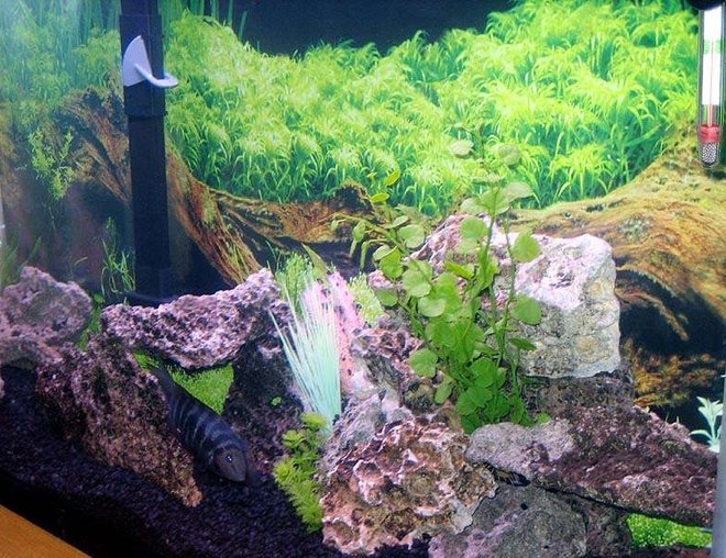 45 gallons freshwater fish tank (mostly fish and non-living decorations) - my 45gallon - close up