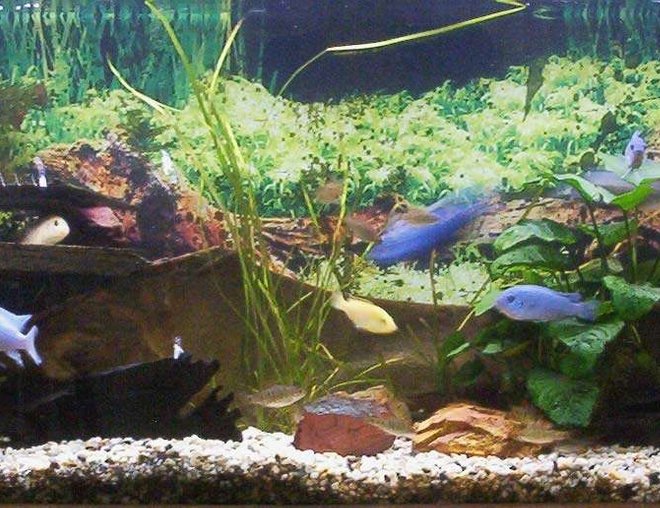 freshwater fish tank (mostly fish and non-living decorations) - 4ft cichlid tank. Electric yellows. Electric blues. Psuedotropeus Colainos. Lombardoi. Phytophagus. Synodontis Multipuncatis. Ancistrus dolichopterus. Barbs. PLANTS:  Val
Anubias bateri
Anubias hybrid
