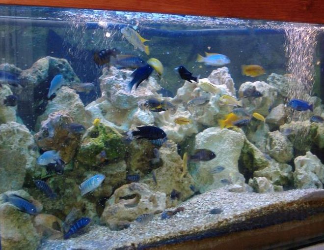 160 gallons freshwater fish tank (mostly fish and non-living decorations) - Feeding time in my Malawi tank