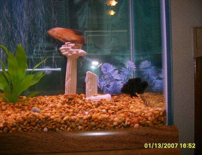 75 gallons freshwater fish tank (mostly fish and non-living decorations) - this is toots and scooby playing chase