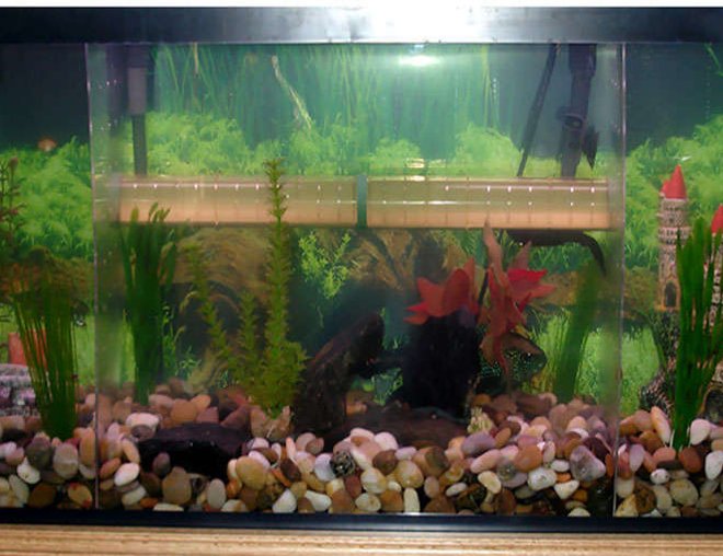 55 gallons freshwater fish tank (mostly fish and non-living decorations) - Full view of the tank