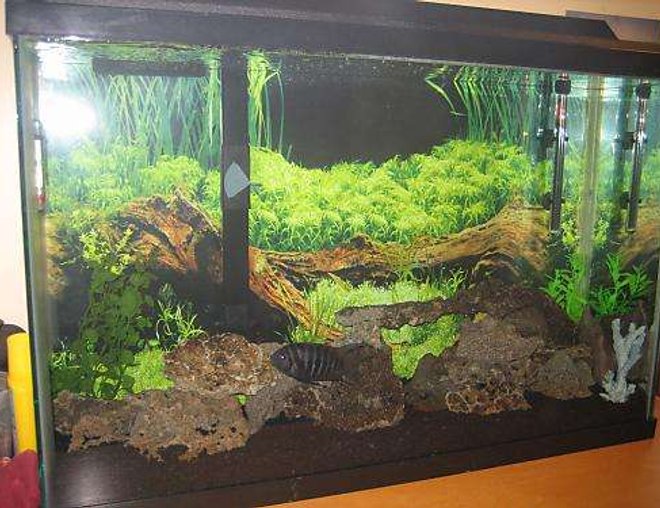 45 gallons freshwater fish tank (mostly fish and non-living decorations) - Tony's tank