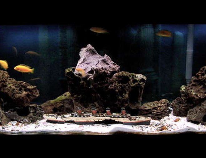 55 gallons freshwater fish tank (mostly fish and non-living decorations) - 55 GALLON FRESHWATER TANK
RECREATION OF SUNKEN TITANIC 
WITH OCEAN SAND AND ROCKS FROM THE BAHAMAS
FILTERED WITH A AQUACLEAR 70 
AIR BY OPTIMA
4 PENGUIN POWERHEADS FOR CIRCULATION. LIGHTING BY AQUA-GLO & LUNAR BLUE AQUALIGHT
TANK HAS COLUMBIAN SHARKS, YELLOW CHICLIDS, FIDDLER CRABS, REDTAIL CATFISH, RAINBOW SHARK, 8 FRESHWATER CLAMS, ETC..