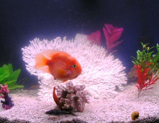 55 gallons freshwater fish tank (mostly fish and non-living decorations) - My Tank January 2007