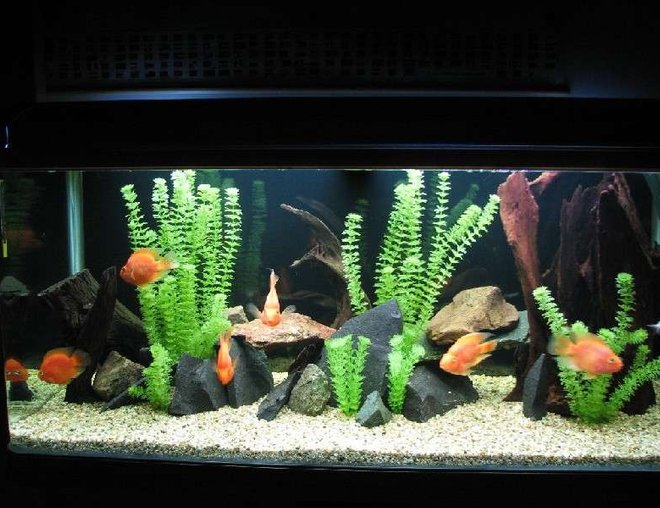 120 gallons freshwater fish tank (mostly fish and non-living decorations) - My Parrot tank