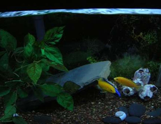 20 gallons freshwater fish tank (mostly fish and non-living decorations) - african cichlid tank