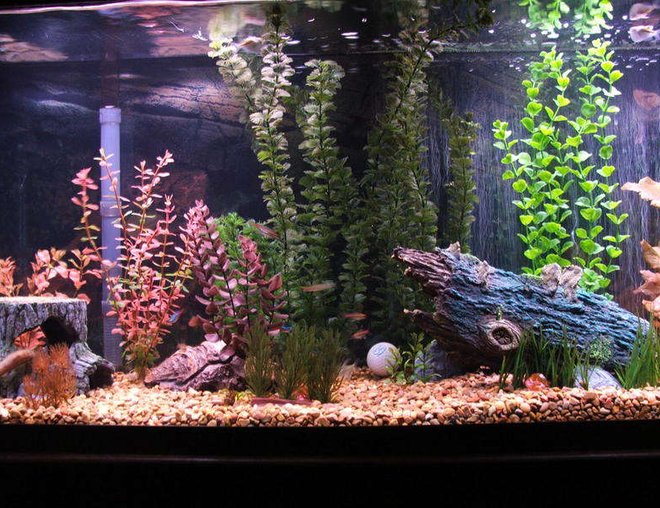 55 gallons freshwater fish tank (mostly fish and non-living decorations) - Picture of my 55gal aquarium.