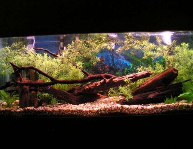 55 gallons freshwater fish tank (mostly fish and non-living decorations) - this is a 55 gal tank 
"artificial plants"
