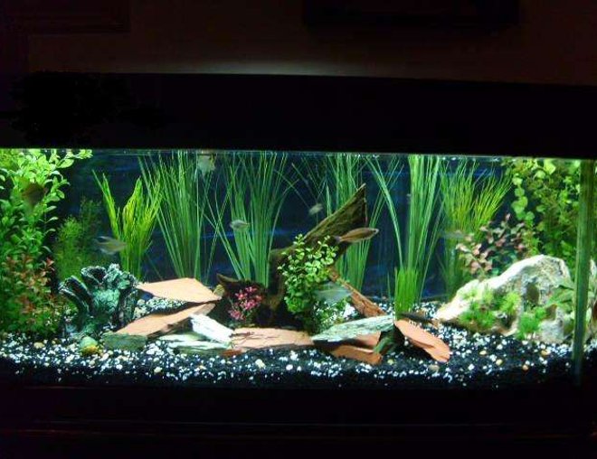 55 gallons freshwater fish tank (mostly fish and non-living decorations) - Newly redecorated!