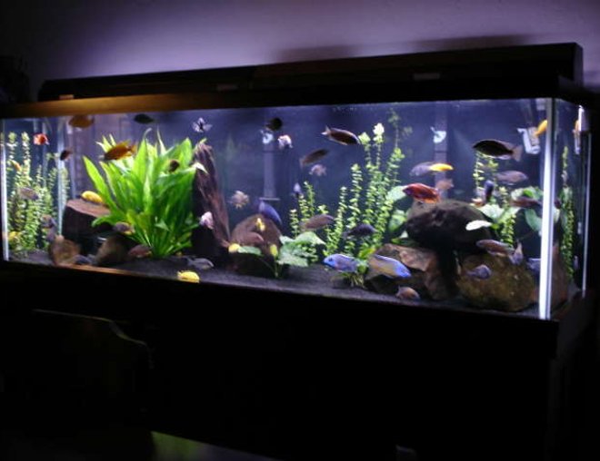 125 gallons freshwater fish tank (mostly fish and non-living decorations) - 125 gallon malawi mixed tank