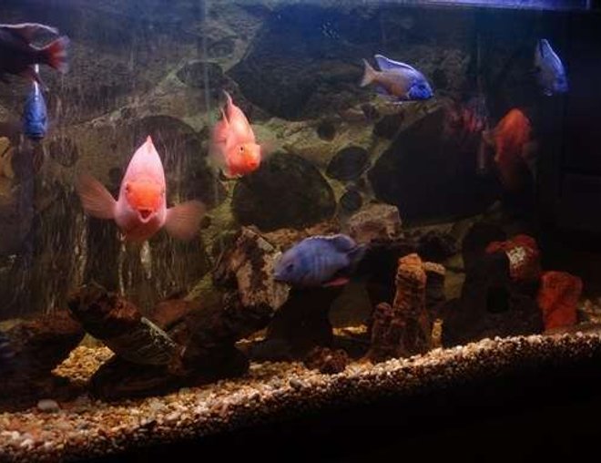 120 gallons freshwater fish tank (mostly fish and non-living decorations) - Tank Placid
