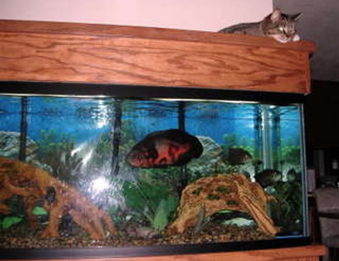 125 gallons freshwater fish tank (mostly fish and non-living decorations) - A day in the life of Danger Mouse.