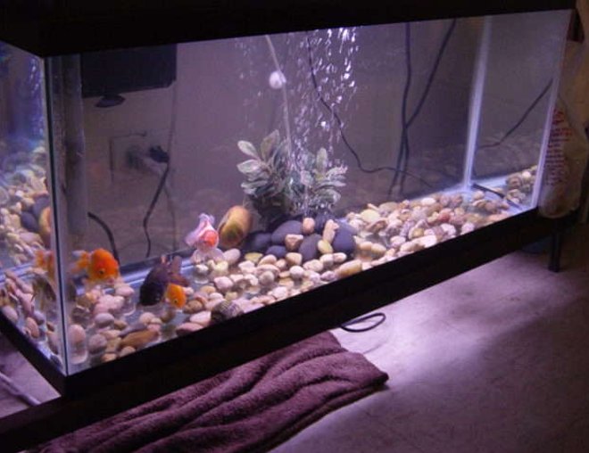 freshwater fish tank (mostly fish and non-living decorations) - 30 gallon All-Glass tank. Aquaclear 70 HOB filter. 36" strip light. Goldfish.