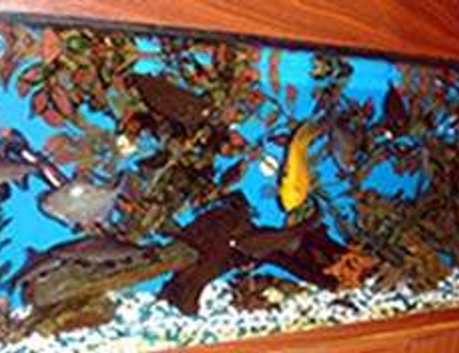 freshwater fish tank (mostly fish and non-living decorations) - 36x15x12 fish tank with nonliving plants and 17 fish