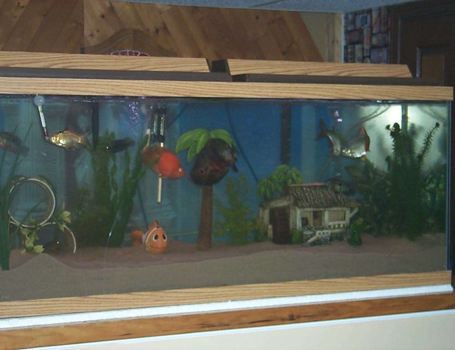 75 gallons freshwater fish tank (mostly fish and non-living decorations) - Mr. Simmons and his buds