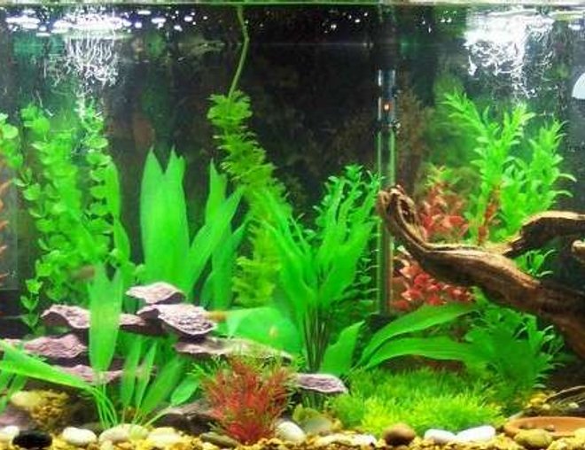 55 gallons freshwater fish tank (mostly fish and non-living decorations) - My Birthday Present: A mostly Tetras Community Tank.  Artificial Plants and Resin Driftwood and Rocks.