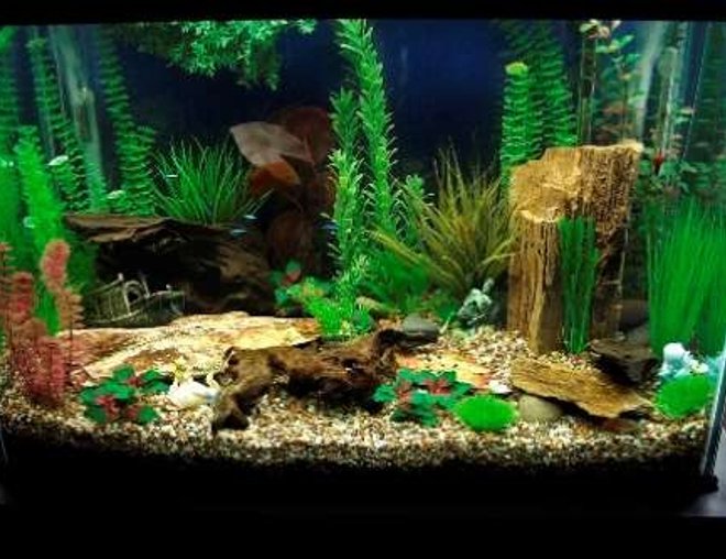 70 gallons freshwater fish tank (mostly fish and non-living decorations) - Peaceful, community fish.