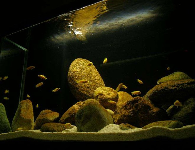 58 gallons freshwater fish tank (mostly fish and non-living decorations) - Pseudotropheus Saulosi Species Tank