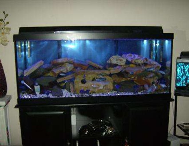 75 gallons freshwater fish tank (mostly fish and non-living decorations) - my first tank