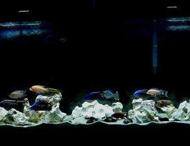 20 gallons freshwater fish tank (mostly fish and non-living decorations) - My 120 extra high cichlid tank, which houses a couple of haps and peacocks.