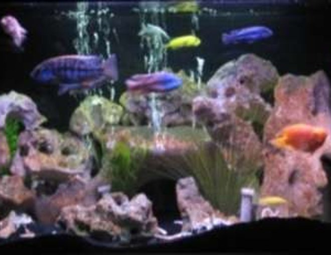 75 gallons freshwater fish tank (mostly fish and non-living decorations) - 75 gallon