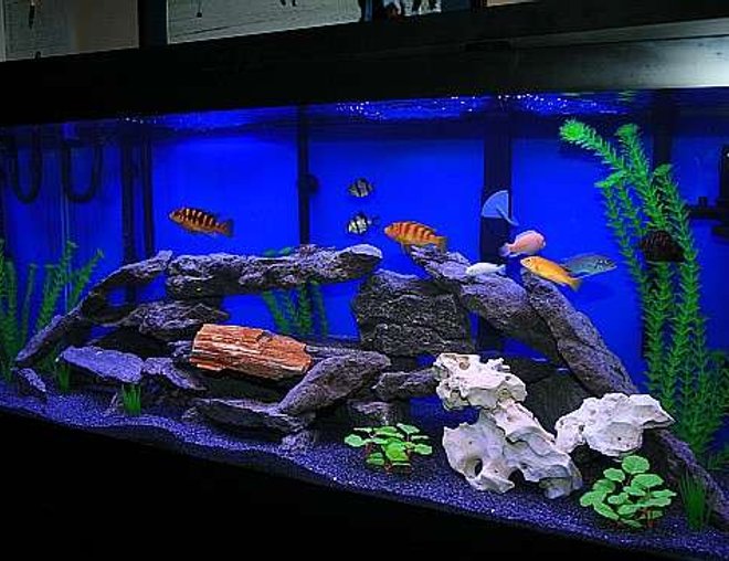 75 gallons freshwater fish tank (mostly fish and non-living decorations) - 75 Gal African Cichlid Tank  Enjoy!!!