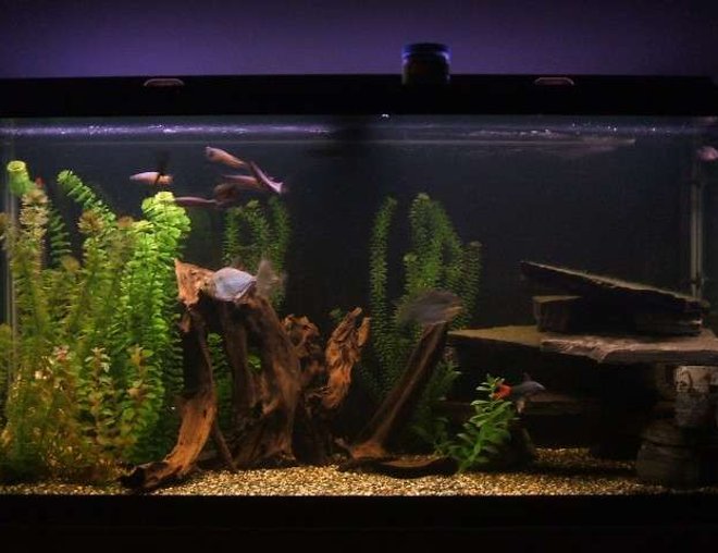 90 gallons freshwater fish tank (mostly fish and non-living decorations) - 90 Gallon freshwater tank.  This one sits at the foot of my bed, the most relaxing site and sound to go to sleep to.