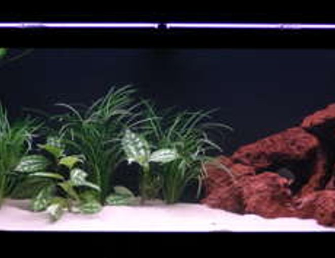75 gallons freshwater fish tank (mostly fish and non-living decorations) - my 75g piranha tank