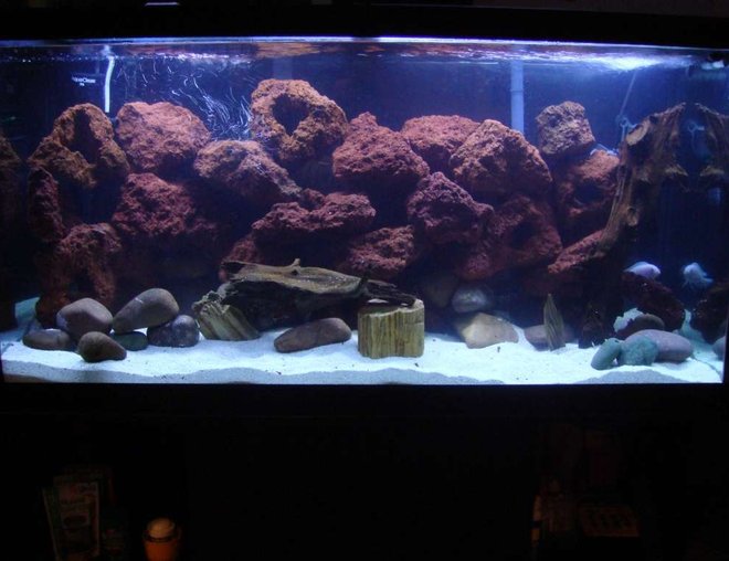 90 gallons freshwater fish tank (mostly fish and non-living decorations) - 90 gallon Malawi cichlid set up