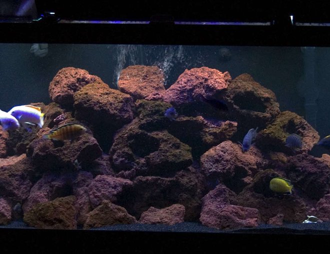 125 gallons freshwater fish tank (mostly fish and non-living decorations) - My tank ala Tahitian moon black sand