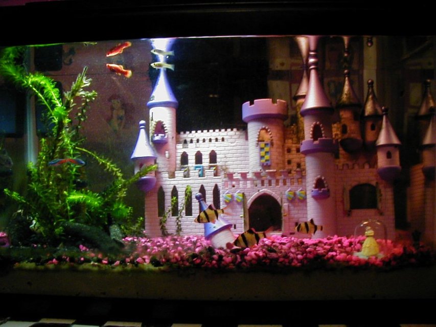 Rated #3620: Freshwater Fish Tank