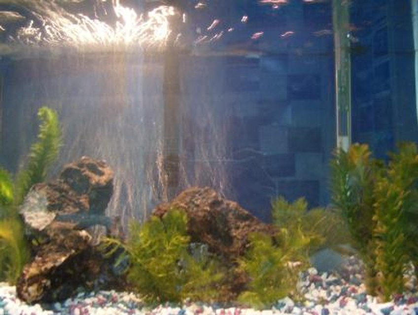 Rated #3728: Freshwater Fish Tank - New at the fish thing...getting ideas for my own tank!