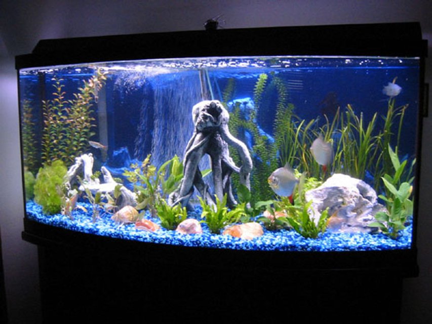Rated #1255: Freshwater Fish Tank