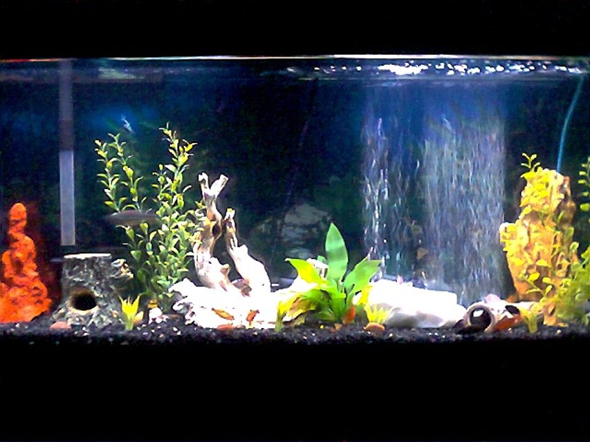 Rated #3022: Freshwater Fish Tank - 55 gallon community tank.