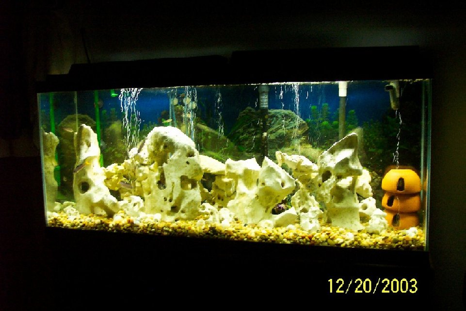 Rated #1847: 55 Gallons Freshwater Fish Tank - 55 gallon Tang Tank