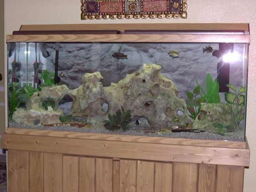 Rated #1794: Freshwater Fish Tank - African Cichlids