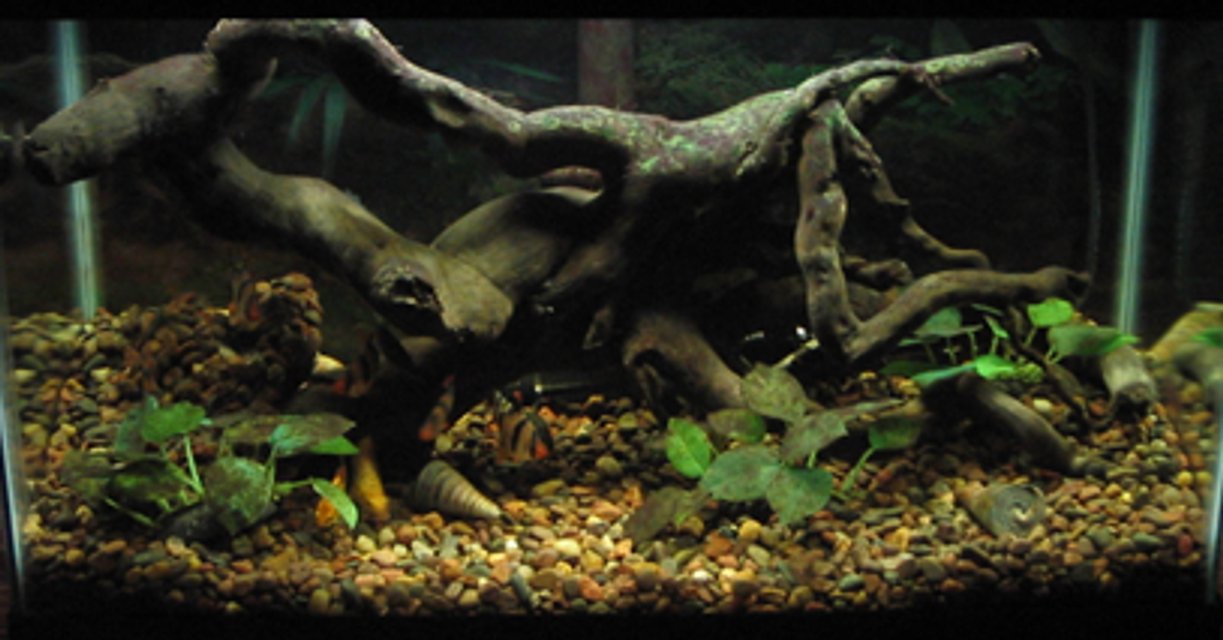 Rated #1692: Freshwater Fish Tank
