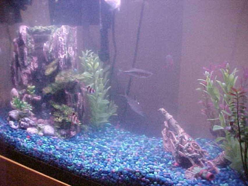 Rated #4074: Freshwater Fish Tank