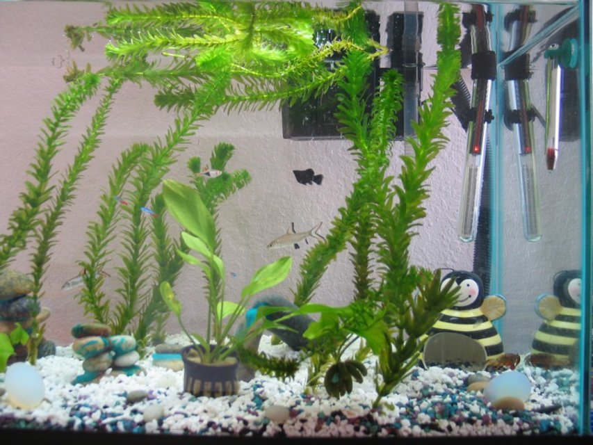 Rated #3997: Freshwater Fish Tank - 20 Gal, Anacharis, 4 Rosboras, 3 neon tetras, 2 red clawed crabs, 2 bala sharks, 3 ballon mollies