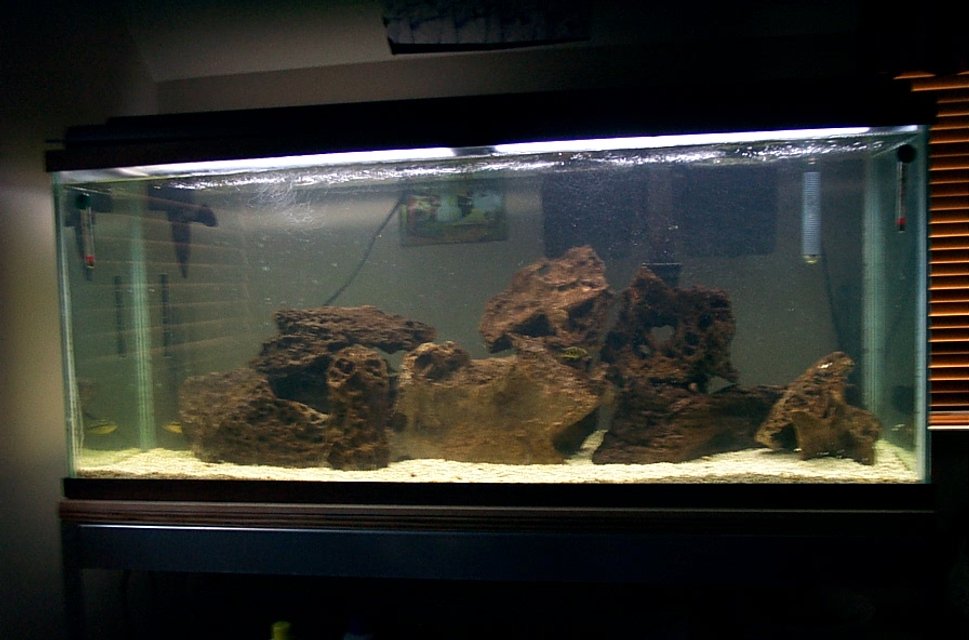 Rated #3266: Freshwater Fish Tank