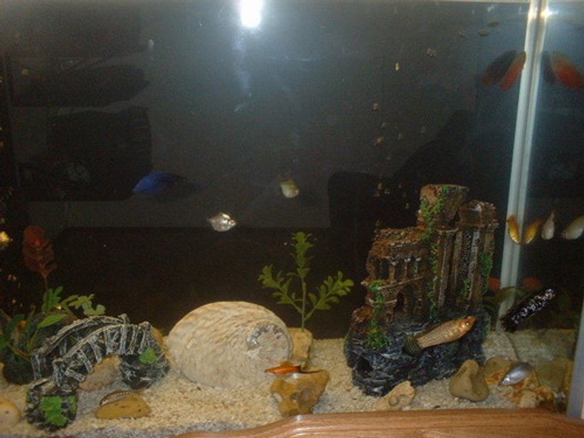 Rated #4067: Freshwater Fish Tank