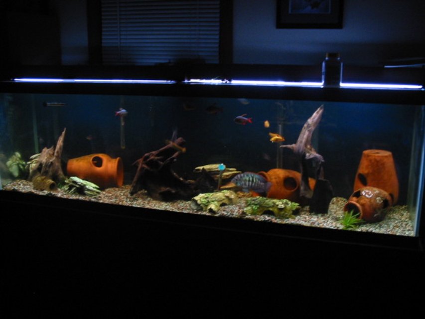 Rated #2103: Freshwater Fish Tank - I have added some malaysian driftwood This is one of my 11 tanks, it is a 125 gallon with 4 blue acaras which arespawning,a vampire pleco, leapord cactus pleco, 16 inch common pleco, 4 mystus catfish, 2 bambi catfish, 4 bullseye catfish, gold barbs, columbian tetras, pearl danios and black widow tetras. If anyone has suggestions on how to make it better I am up for suggestions though I am pretty with how it turned out.I only have a few live plants as they are uprooted in seconds.Thanks