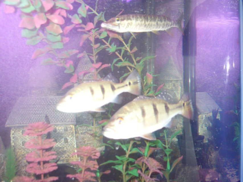 Rated #3655: Freshwater Fish Tank - 75 gallon