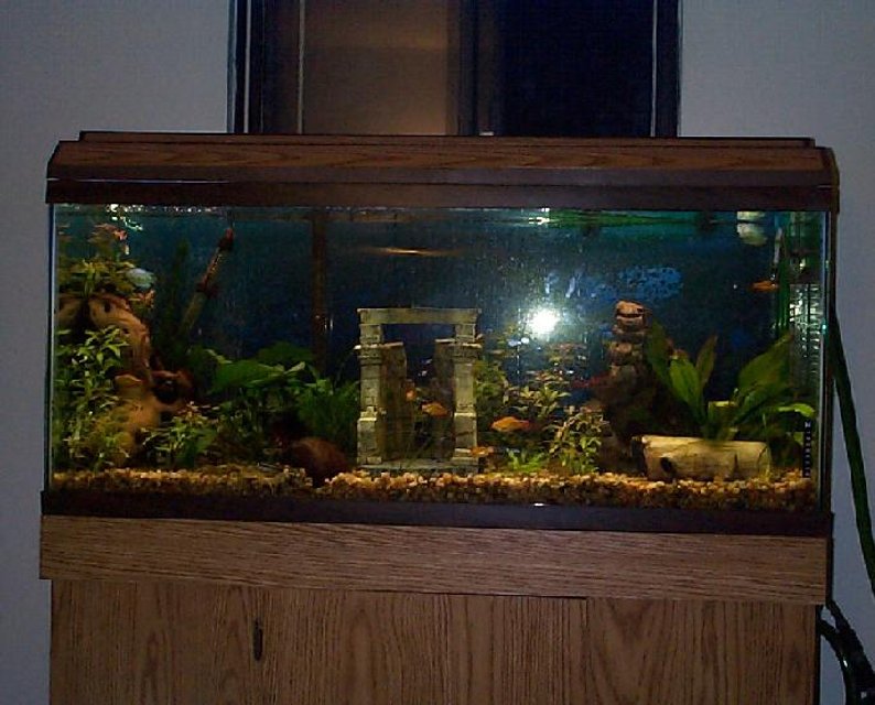 Rated #3086: 55 Gallons Freshwater Fish Tank - 55 gallon tank, 8 neon tetras, 9 glow light tetras, 1 Pleco, 6 gold barbs, Mr. and Mrs. Krib, 2 male "powder blue" dwarf gouramis, 3(maybe) kuhli loaches, 1 female betta, 1 male blue ram, 3 small rams temporarily, hoping for one to be a female, I think one is:):):), and one adult ram rescued from bad store, almost missing a tail:(