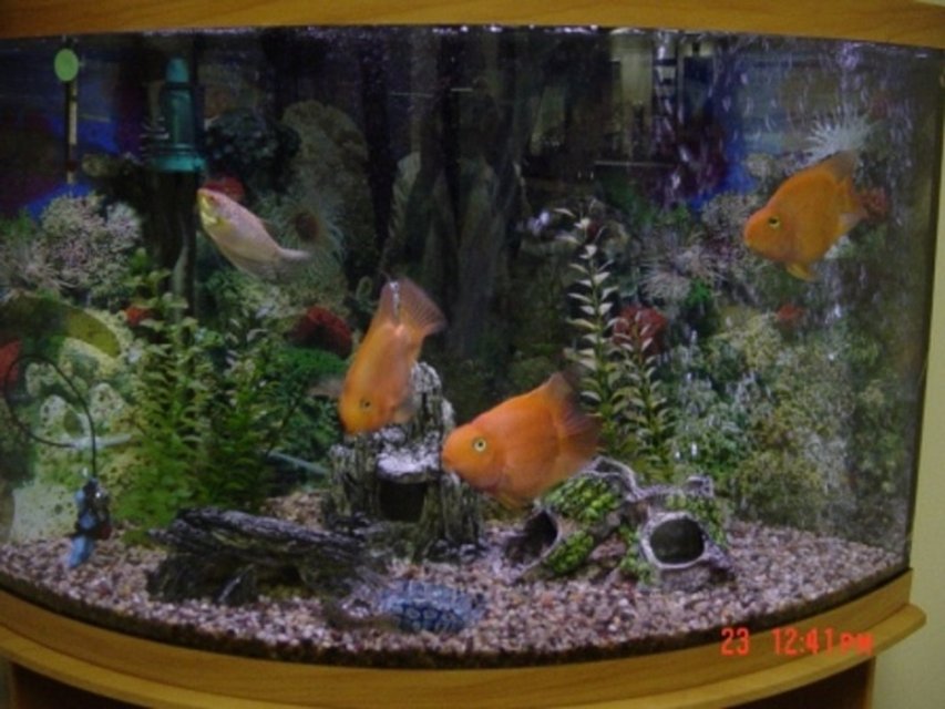 Rated #3076: 35 Gallons Freshwater Fish Tank - everthing looks bigger in a bowfront tank...