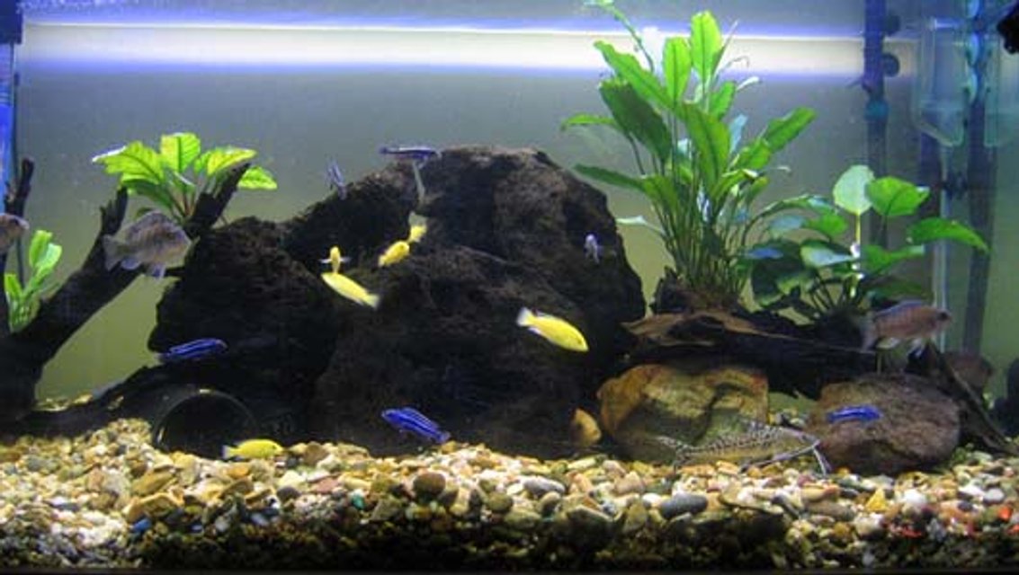 Rated #1775: 130 Gallons Freshwater Fish Tank - just established 4ftx2ftx2ft 
prime 30 canister filter with undergravel filtration with large powerhead.
2x 4ft fluro lights
3 large volcanis rocks
assorted tubing 
4 anubis on driftwood
2 pictus cats
5 bristlenose
6 electric yellow
7 maingano
3 electric blue
1zebra