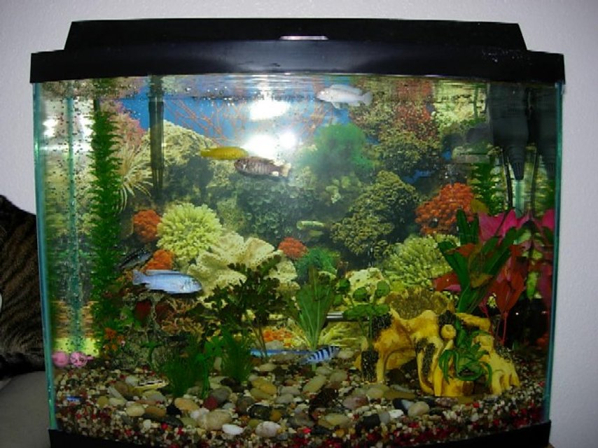 Rated #3018: 30 Gallons Freshwater Fish Tank - 30 gal