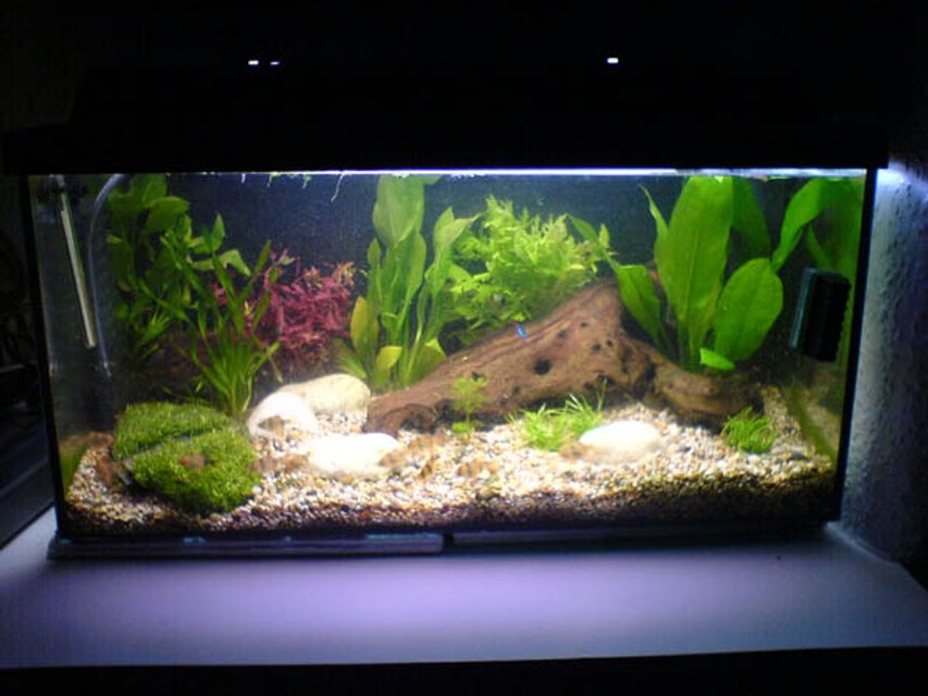 Rated #2258: 25 Gallons Freshwater Fish Tank - my smaller tnak